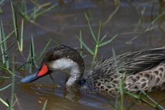 Anas bahamensis galapagensis