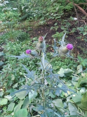 Cirsium vulgare
