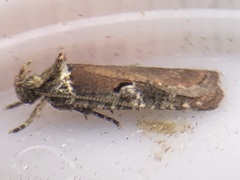 Agonopterix lythrella