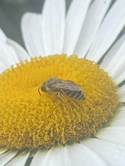 Colletes