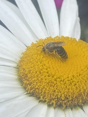 Colletes