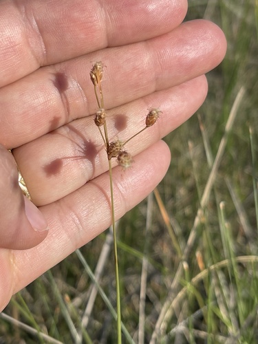Fimbristylis puberula var. interior