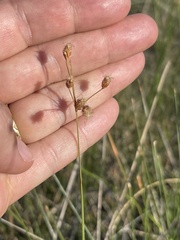 Fimbristylis puberula interior