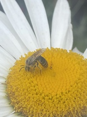 Colletes