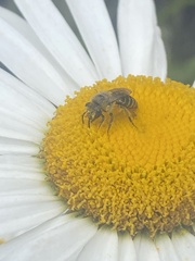 Colletes
