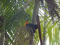 Ramphastos vitellinus ariel