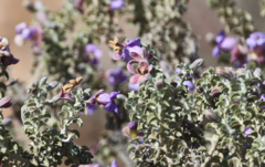 Eremophila rotundifolia