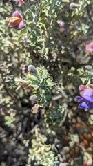 Eremophila rotundifolia