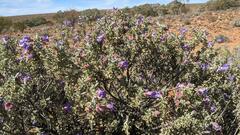 Eremophila rotundifolia
