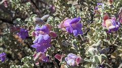 Eremophila rotundifolia