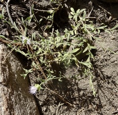 Monardella australis