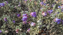 Eremophila rotundifolia