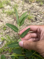 Alysicarpus ovalifolius