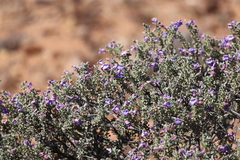 Eremophila rotundifolia