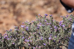 Eremophila rotundifolia