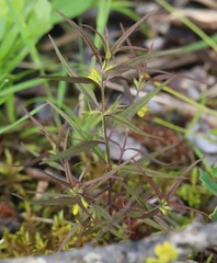 Melampyrum sylvaticum