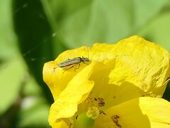 Oedemera nobilis
