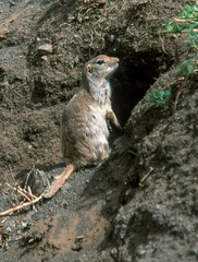 Spermophilus alashanicus