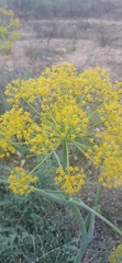 Thapsia villosa