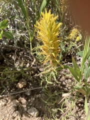 Castilleja flava flava