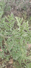 Thapsia villosa