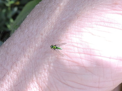 Condylostylus comatus