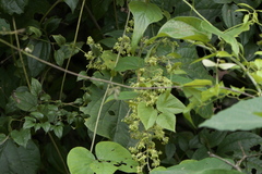 Aspidopterys cordata