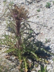 Cirsium scariosum
