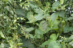 Aspidopterys cordata