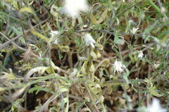 Klasea erucifolia