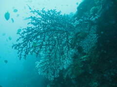 Siphonogorgia godeffroyi