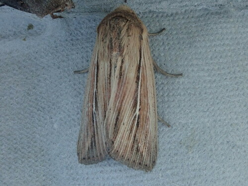 Two-lined Wainscot photo 3