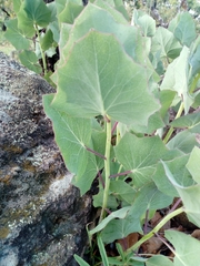 Roldana sessilifolia