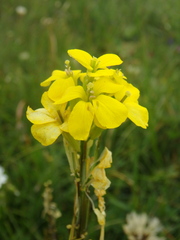 Erysimum cuspidatum