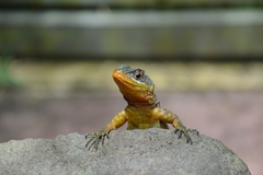 Tropidurus catalanensis