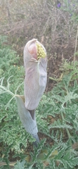 Thapsia villosa