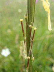 Erysimum cuspidatum