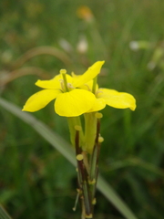 Erysimum cuspidatum