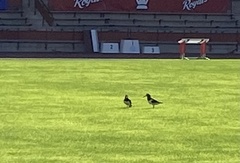 Haematopus ostralegus