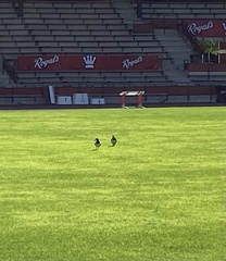 Haematopus ostralegus