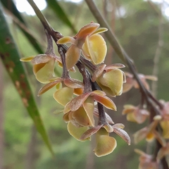 Epidendrum laucheanum
