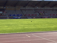 Haematopus ostralegus