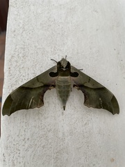 Adhemarius blanchardorum