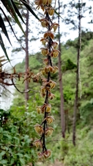 Epidendrum laucheanum