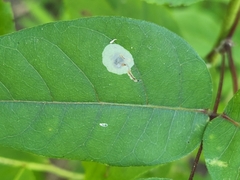 Anarsioses aberrans