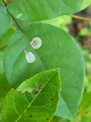 Anarsioses aberrans