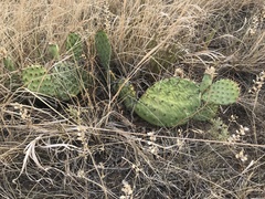 Opuntia cymochila