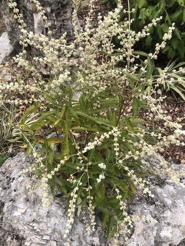 Wand butterflybush (Buddleja racemosa)