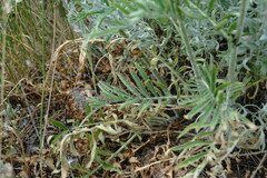 Rhaponticoides taliewii