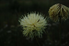 Rhaponticoides taliewii